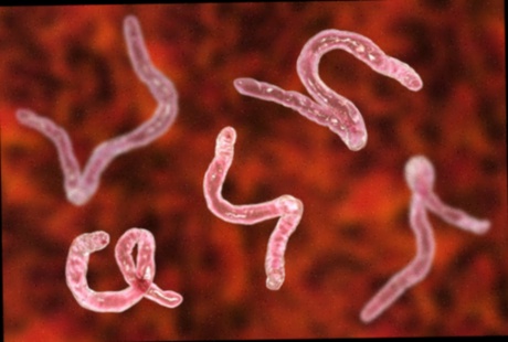 Achat Antiparasitic Vermifluide