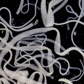 Antiparasitaire humain Nemanex