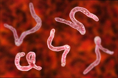 Vermifuge Vermifluide pour adulte